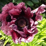 Galawater Horticultural Society Update : The June Car Trip